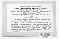 Seynesiella juniperi image